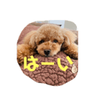 我が家のペットチョコ（個別スタンプ：1）