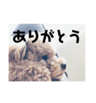 我が家のペットチョコ（個別スタンプ：2）