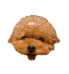 我が家のペットチョコ（個別スタンプ：3）