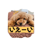 我が家のペットチョコ（個別スタンプ：4）