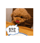 我が家のペットチョコ（個別スタンプ：6）
