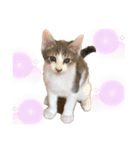 こねこのきょうだい（個別スタンプ：1）