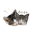 こねこのきょうだい（個別スタンプ：3）