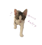 こねこのきょうだい（個別スタンプ：4）