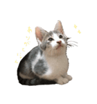 こねこのきょうだい（個別スタンプ：8）