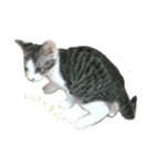 こねこのきょうだい（個別スタンプ：9）