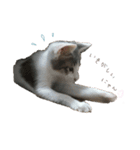 こねこのきょうだい（個別スタンプ：10）