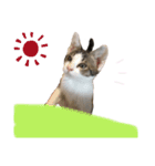 こねこのきょうだい（個別スタンプ：14）