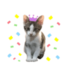 こねこのきょうだい（個別スタンプ：15）