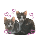 こねこのきょうだい（個別スタンプ：16）