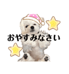 チワマルのくぅスタンプ（個別スタンプ：10）