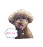 内弁慶ぷー君（個別スタンプ：1）