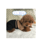 内弁慶ぷー君（個別スタンプ：4）