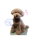 内弁慶ぷー君（個別スタンプ：7）
