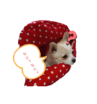 ぽめちnoこゆき②（個別スタンプ：4）