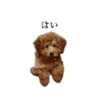 ちょこのごあいさつ（個別スタンプ：2）