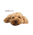 ちょこのごあいさつ（個別スタンプ：3）