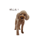 ちょこのごあいさつ（個別スタンプ：5）