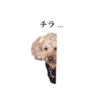 ちょこのごあいさつ（個別スタンプ：10）