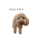 ちょこのごあいさつ（個別スタンプ：12）