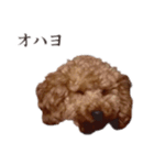 ちょこのごあいさつ（個別スタンプ：13）