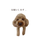 ちょこのごあいさつ（個別スタンプ：16）