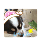 チワワのラッキー+Coco（個別スタンプ：1）