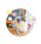 チワワのラッキー+Coco（個別スタンプ：5）