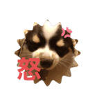 チワワのラッキー+Coco（個別スタンプ：6）