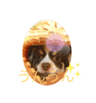 チワワのラッキー+Coco（個別スタンプ：7）