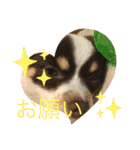 チワワのラッキー+Coco（個別スタンプ：9）