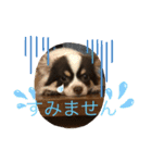 チワワのラッキー+Coco（個別スタンプ：11）