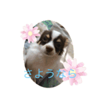 チワワのラッキー+Coco（個別スタンプ：13）