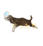 チワワのラッキー+Coco（個別スタンプ：16）