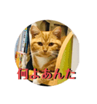 ちぃちゃん日常（個別スタンプ：1）
