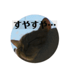 ちぃちゃん日常（個別スタンプ：6）