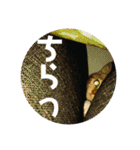 ちぃちゃん日常（個別スタンプ：8）