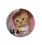 ちぃちゃん日常（個別スタンプ：10）