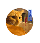 ちぃちゃん日常（個別スタンプ：21）