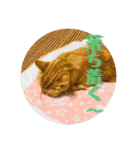 ちぃちゃん日常（個別スタンプ：23）