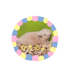 キンクマスタンプ（個別スタンプ：6）