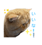 だいずのスタンプ5（個別スタンプ：7）