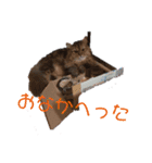 にゃんきちすたんぷ（個別スタンプ：1）