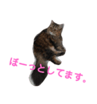 にゃんきちすたんぷ（個別スタンプ：13）