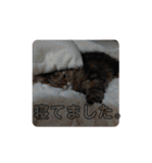 にゃんきちすたんぷ（個別スタンプ：14）