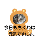 にゃんきちすたんぷ（個別スタンプ：15）