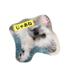 大黒和牛ちゃん3（個別スタンプ：1）