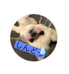 大黒和牛ちゃん3（個別スタンプ：3）