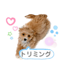 マルプー 帰る スタンプ かえる（個別スタンプ：18）