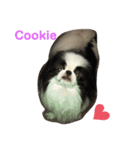 Japanese Chin Cookie 1（個別スタンプ：1）